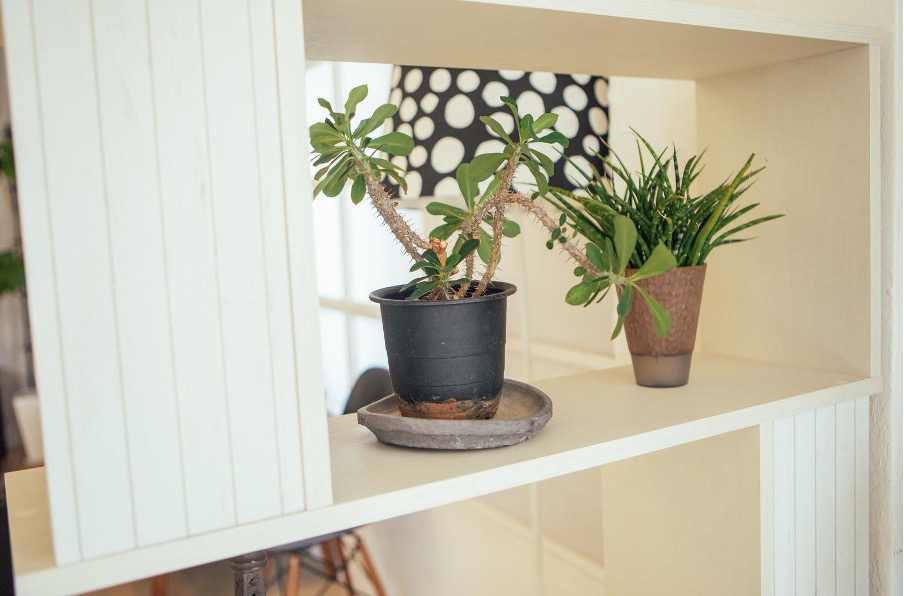 観葉植物が2つ並んでいる
